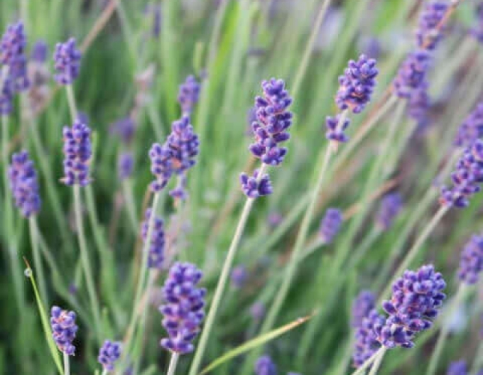 Lavendel Seguret
