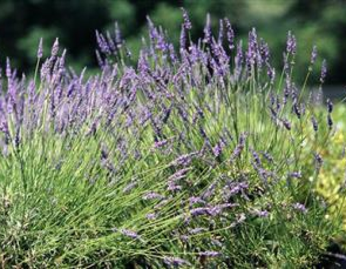 Lavendel Seguret