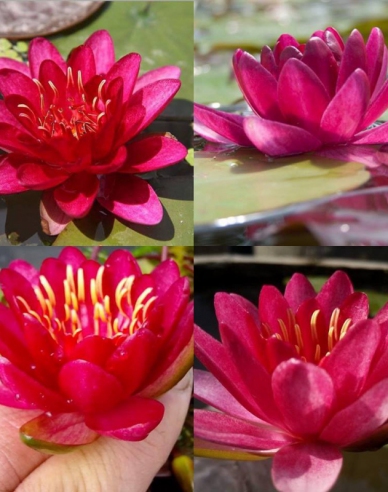 Seerose Burgundische Prinzessin