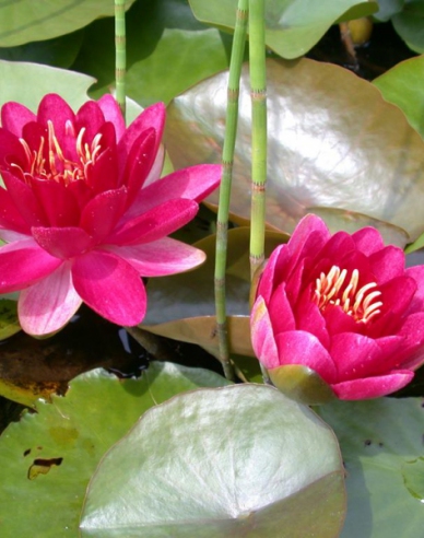 Seerose Burgundische Prinzessin