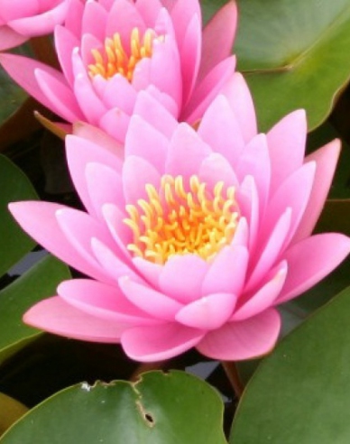 Seerose Fabiola