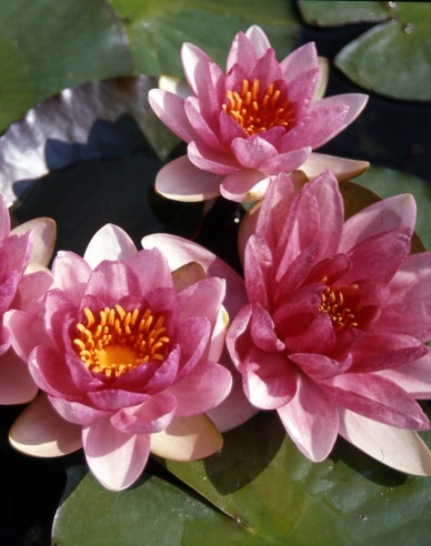 Seerose Fabiola