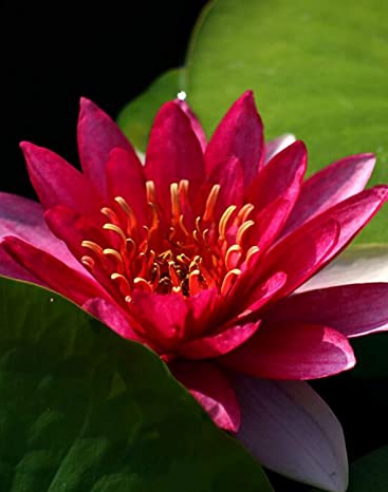 Seerose Froebeli