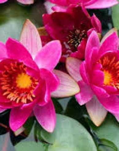 Seerose Froebeli