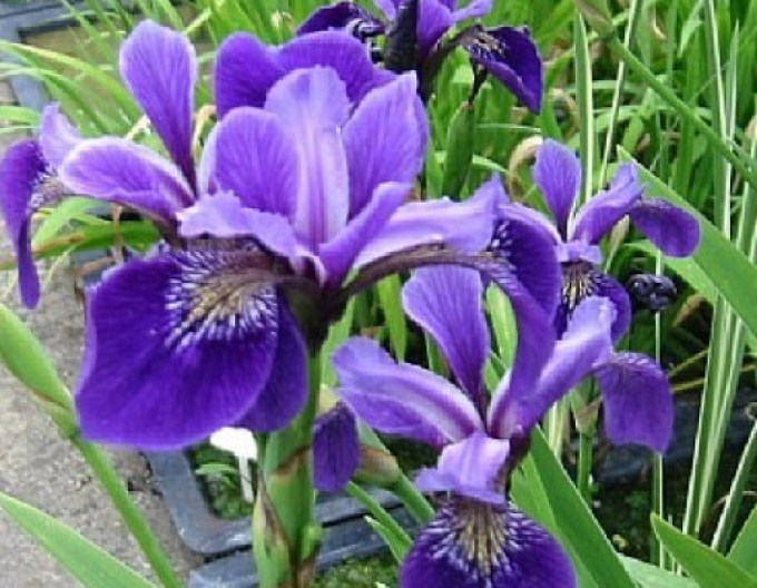 Iris bunt gefärbt