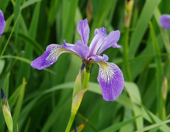 Iris bunt gefärbt