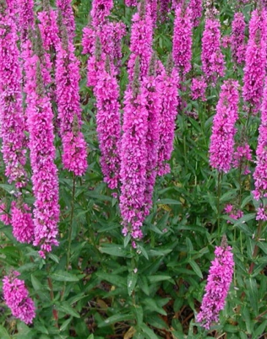 Blutweiderich