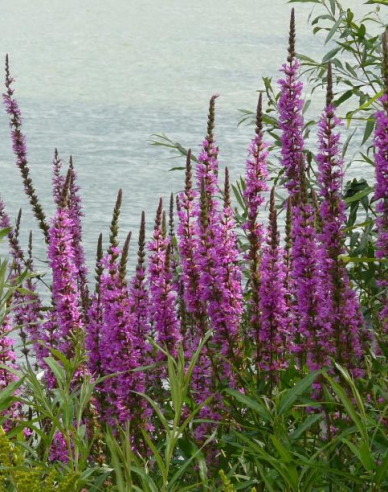Blutweiderich