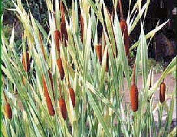 Zweifarbige Fledermaus Variegata