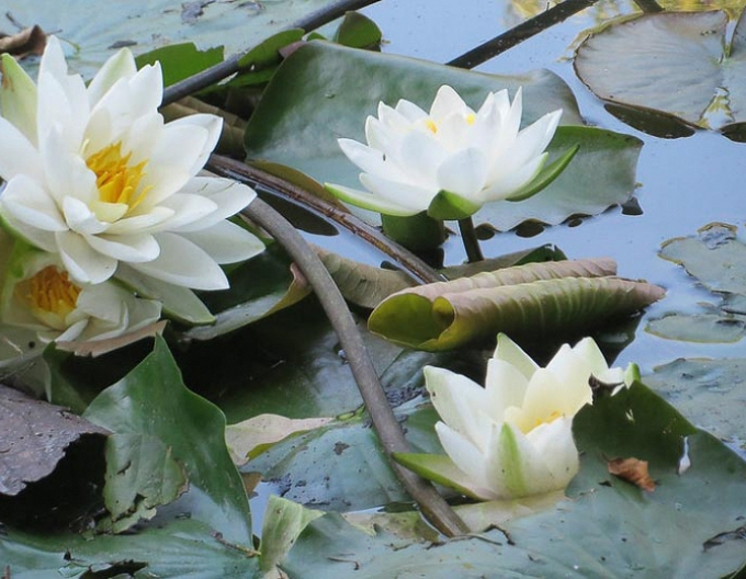 Lekno Odorata Maxima