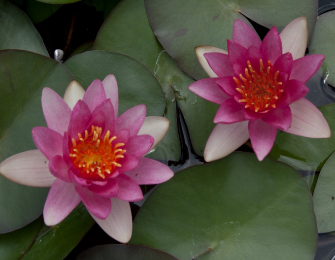 Lekno Laydekeri Purpurata