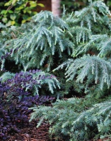 Himalaya-Zeder "Feeling Blue"