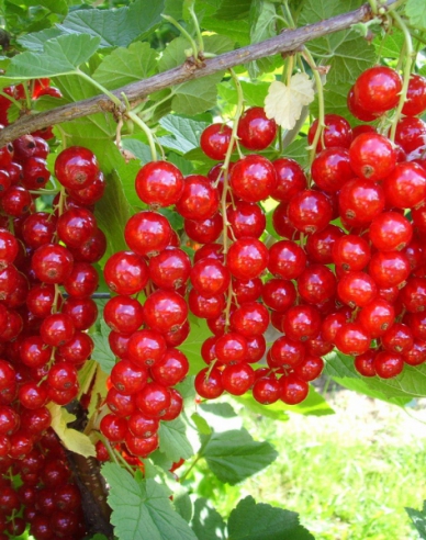 Rote Johannisbeere Jonkheer Van Tets Hochstämmchen, cont.2l