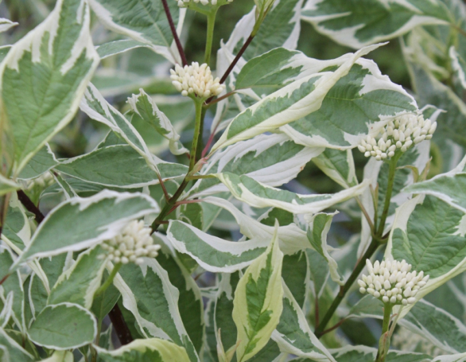 Weißer Hartriegel Elegantissima