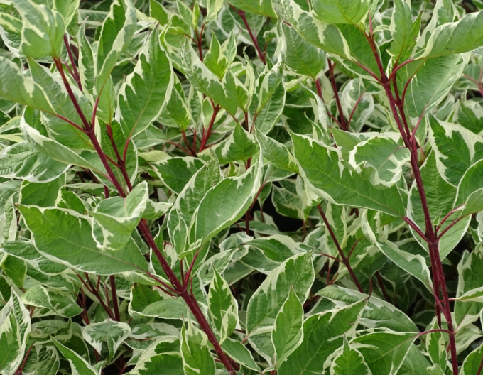Weißer Hartriegel Elegantissima