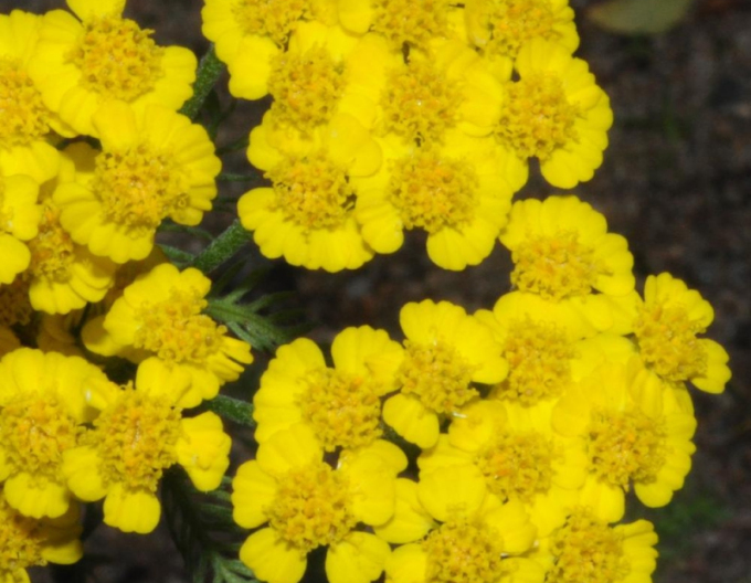Schafgarbe Aurea