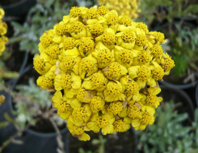 Schafgarbe Aurea