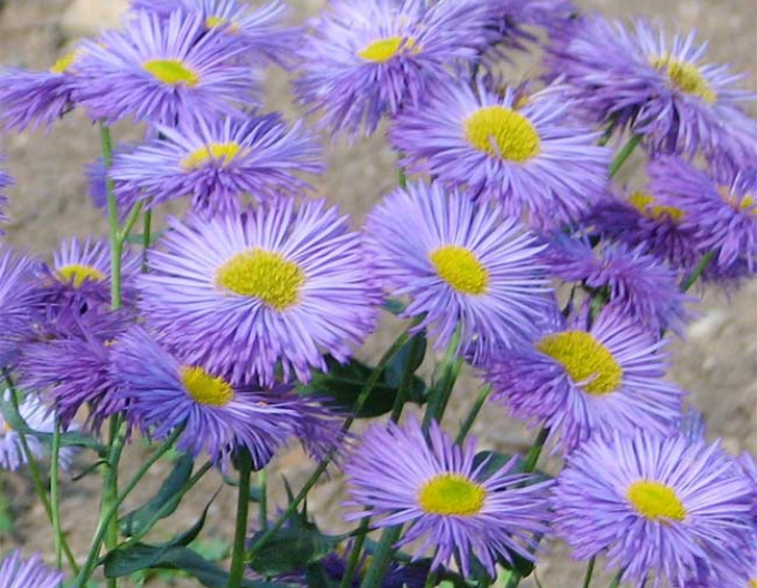 Turica schön Azure Beauty