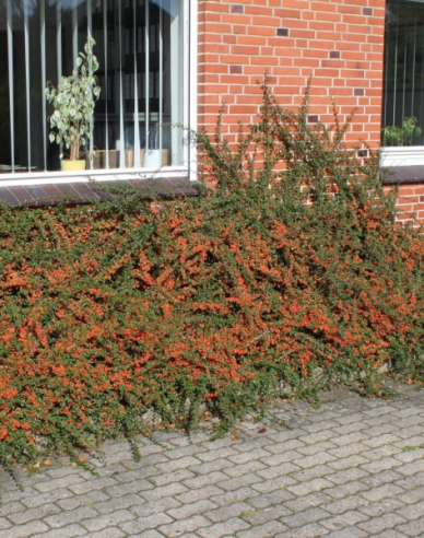 Kriechmispel Skogholm