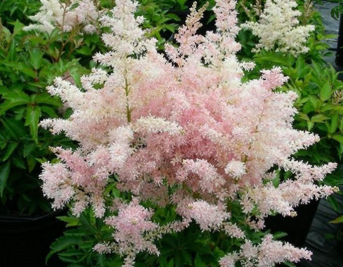 Astilba japonica Europa