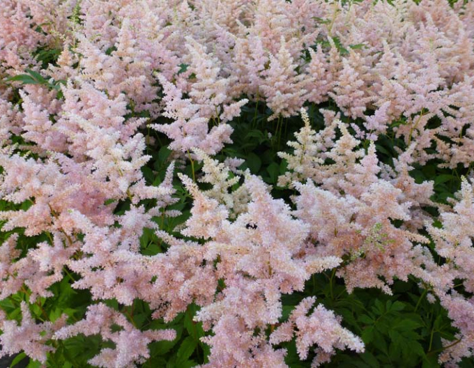 Astilba japonica Europa