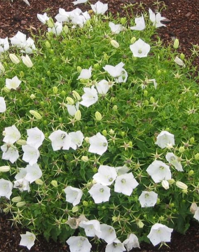 Karpatenglockenblume ´Pearl White´