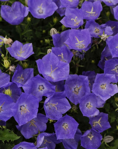 Karpatenglockenblume Pearl Blue