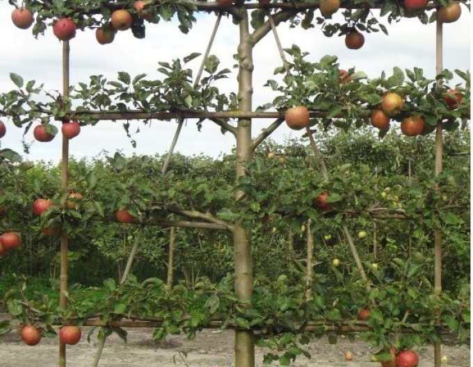 Säulenapfelbaum Rode Boskoop