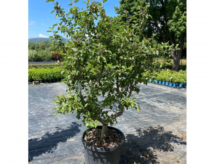 Säulenapfelbaum Rode Boskoop