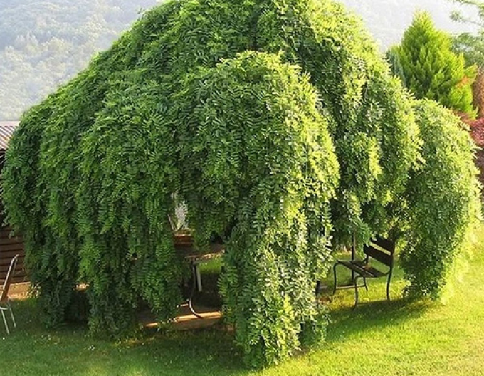 Sofora japonica Pendula