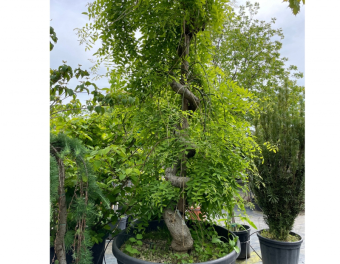 Sofora japonica Pendula