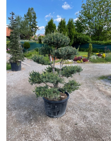 Waldkiefer Bonsai