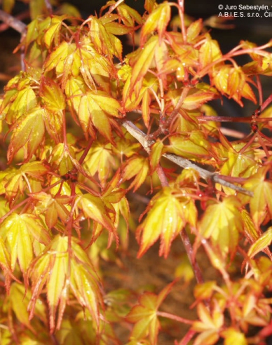 Palmblättriger Ahorn Katsura