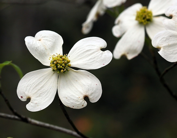 Blühender Hartriegel Bianco