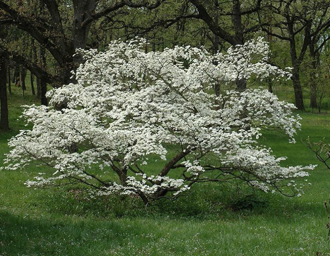 Blühender Hartriegel Bianco