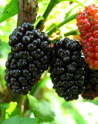 Weiße Maulbeere (schwarze Beeren)