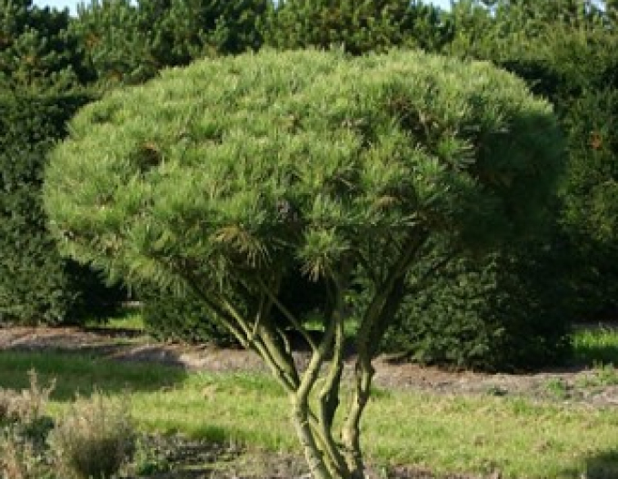 Waldkiefer