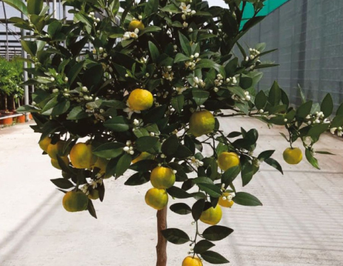 Zitronenbaum Limeta Purscha