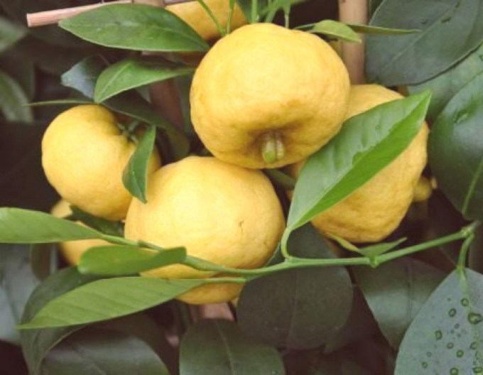 Zitronenbaum Limeta Purscha