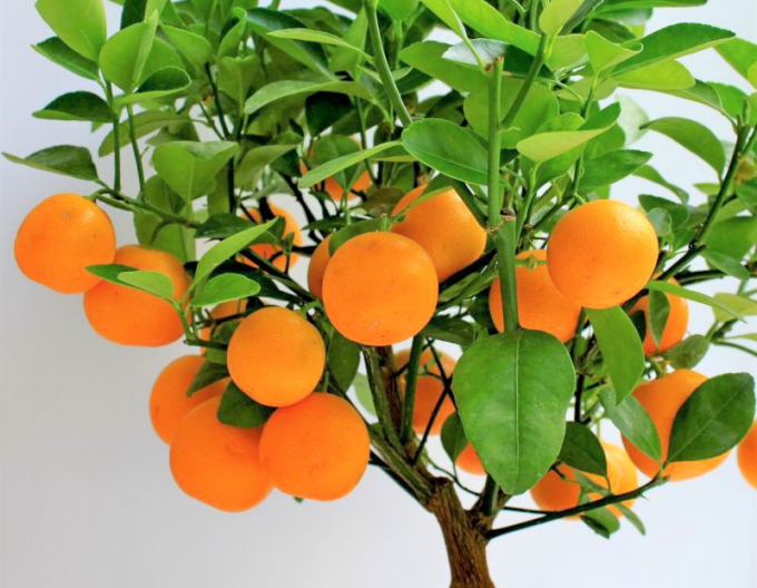 Mandarine-Zitronenbaum