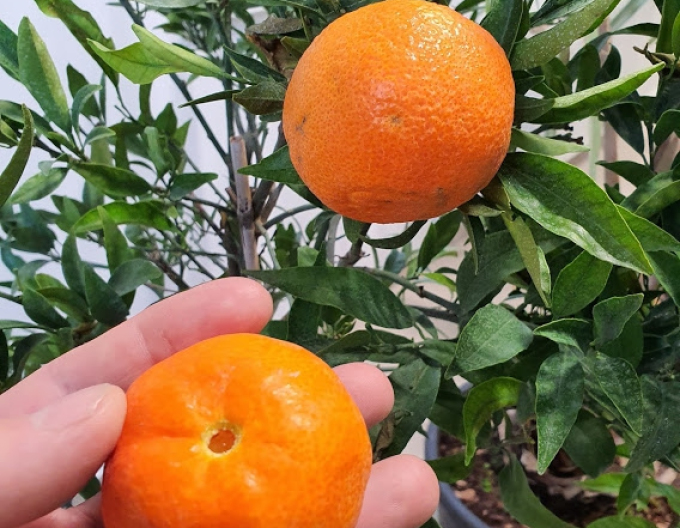 Mandarine-Zitronenbaum