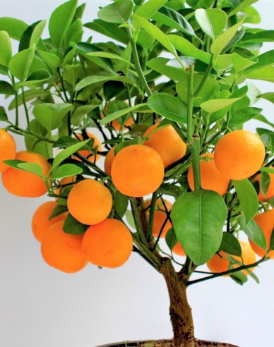 Mandarinen-Zitronenbaum Mandarino