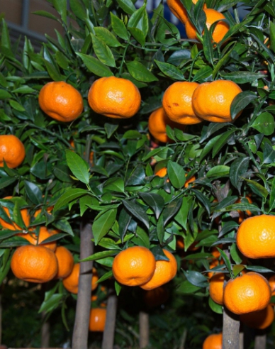 Mandarinen-Zitronenbaum Mandarino