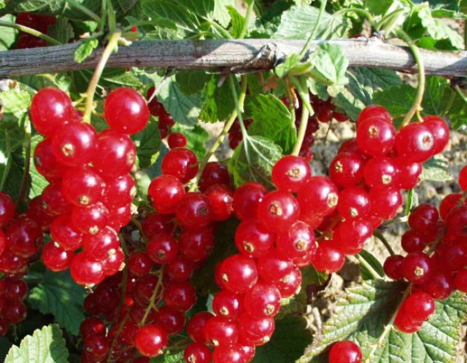 Rote Johannisbeeren "Rovada" Hochstämmchen, cont. 2l