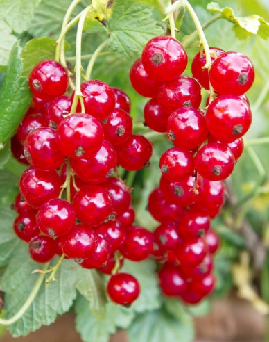 Rote Johannisbeere Rosetta Stämmchen 2l