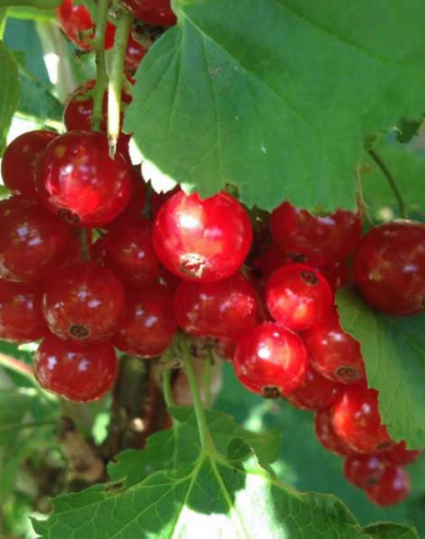 Rote Johannisbeere Marathon Hochstämmchen, cont. 2l