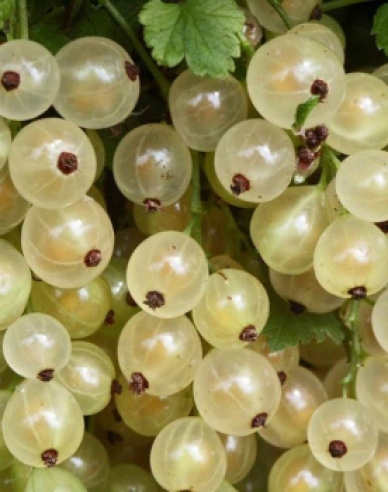 Weiße Johannisbeere Blanka Hochstämmchen, cont. 5l