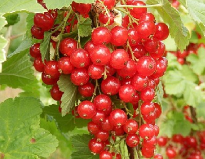Rote Johannisbeere Junifer Stromčeková