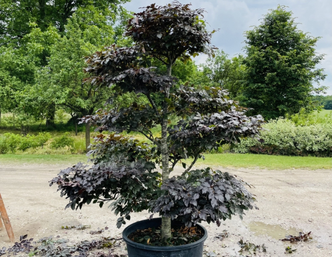 Waldbuche atropurpureaBonsai