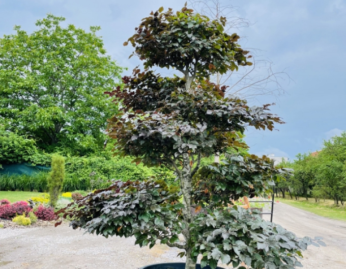 Waldbuche atropurpureaBonsai